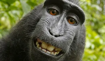 ¿Quién es dueño de los derechos de esta selfie de un mono? Por fin llegaron a un acuerdo