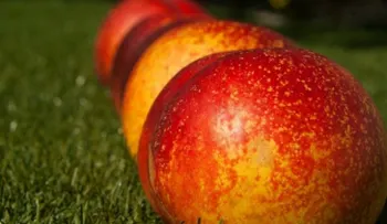 Comer frutas durante el embarazo aumentará el desarrollo cognitivo de los bebés