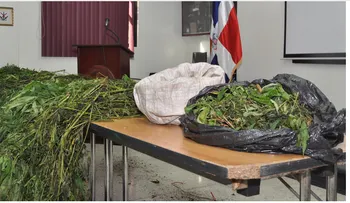 DNCD decomisa  en Baní, 217 plantas de marihuana, del mismo propietario de las 1, 317