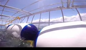 Un tiburón casi le arranca el brazo a un turista en una jaula de buceo