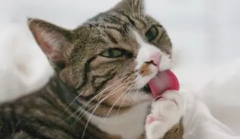 10 signos para reconocer si tu gato está estresado