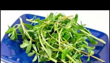 Remedio para las hemorroides (VIDEO)