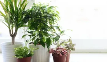 Las mejores plantas para purificar el aire de tu casa