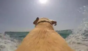 La arrolladora pasión de un perro por el mar vista como el protagonista.