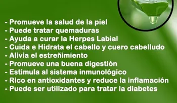 Beneficios de la sábila o aloe vera para la salud