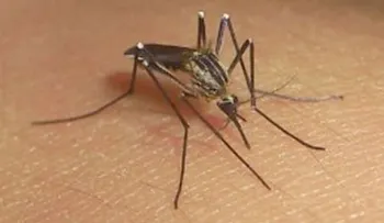 Colombia alerta ante llegada del chikungunya 