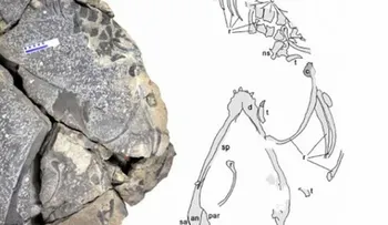 Fósiles de dragón demuestran hay vida después de una gran extinción 