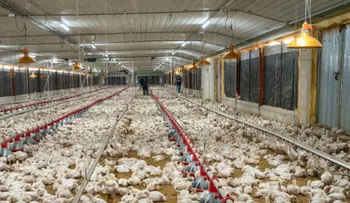Pro Consumidor garantiza abastecimiento de pollo para Navidad y reporta precios estables