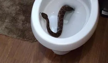 ¡Sorpresa! Este niño encontró una culebra en el inodoro de su casa