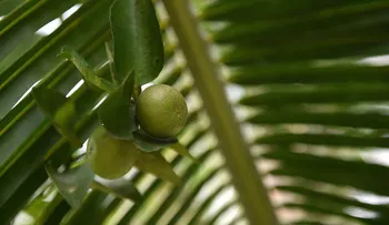 Gobierno de Trump suspende importaciones de limones argentinos por 60 días