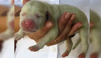 Insólito. Perrito nace con piel verde