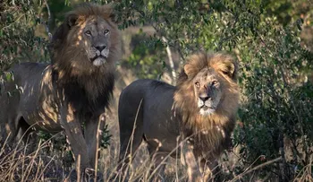Leones salvajes matan a un cazador que se infiltró en una reserva en Sudáfrica