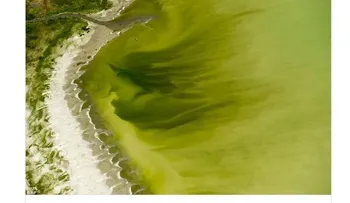 Espectacular florecimiento de algas en un lago de EE.UU. deja 130 personas intoxicadas 