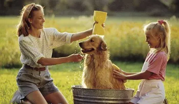 Remedios para quitar las pulgas y garrapatas de tu perro