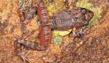 Encuentran en reserva boliviana especia de rana única en el mundo