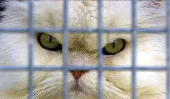 Un feroz gato entra a la cabina de un avión en pleno vuelo, ataca al capitán y lo obliga a aterrizar