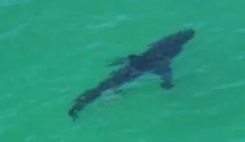 Tiburón mata a un hombre en Australia 