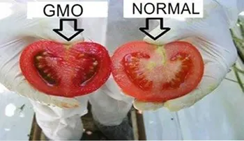 Cómo identificar los alimentos modificados genéticamente en las tiendas y mercados
