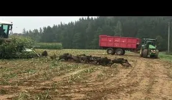 Recolectaban maíz y se encontraron con una manada de 'bestias' que huyó despavorida