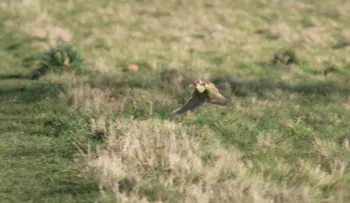 Esta foto de un pájaro y una comadreja revoluciona las redes