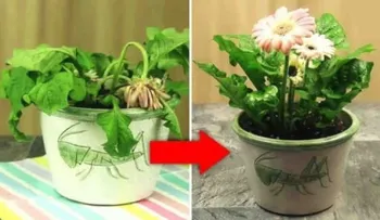 Ponle estos 3 ingredientes a tus plantas sin vida y observa como vuelven a florecer!