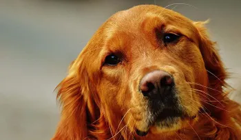Cariño canino: Los perros comparten el mismo ritmo cardíaco de sus dueños