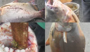 Atrapan un pez con cavidad bucal similar a los humanos 