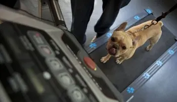México: Perros conquistan nuevo mercado de lujo