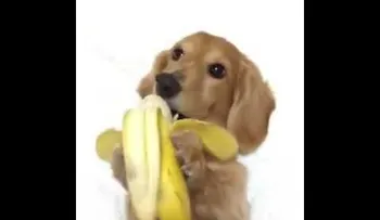 Un perro llamado Clor ð??? se come una banana