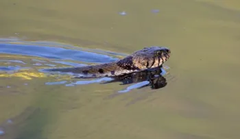 Apareamiento de serpientes en lago de Florida se convierte en atracción 
