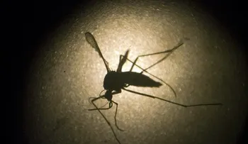 Descubren la estructura del zika