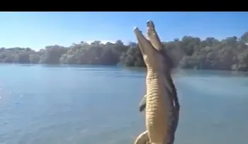 El salto de cocodrilo que te hará pensar dos veces antes de jugar con ellos (VIDEO)