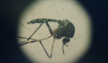 Mosquitos mutantes, la posible solución para contener el zika