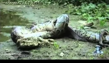 Video: Anaconda se come a un cocodrilo vivo IMPRESIONANTE !!!!!