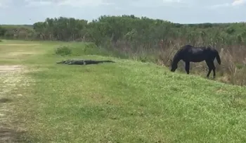 La sorprendente pelea de un caballo salvaje con un cocodrilo