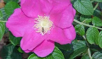 Remedios para las boqueras, llagas..., Aceite de Rosa Mosqueta