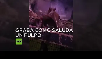 El pulpo que se volvió viral