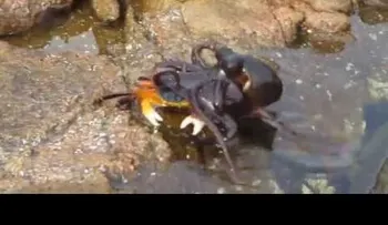 Un pulpo sale del agua para perseguir a un cangrejo... (VIDEO)