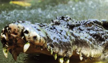 Un enorme cocodrilo se come viva a la científica Deasy Tuwo, que le daba de comer