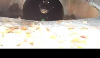 Su pelota cae en una alcantarilla y cuando intenta sacarla, que miedo...