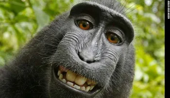 Famosa â??selfieâ?? de un mono lleva a un fotógrafo a la Corte por derechos de autor