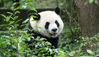 Ping Ping y Fu Shuang: los nuevos pandas diplomáticos que China envía a Atlanta