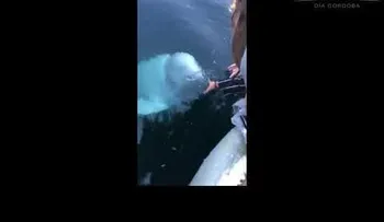 Véalo y créalo: Una turista pierde su celular y ballena se lo devuelve