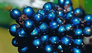 El brillante azul de la Pollia condensata