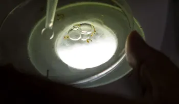 España vigila su primer caso de chikungunya