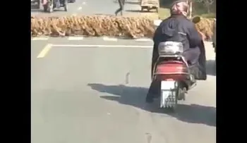 Miles de patos desfilan como si fueran tropas de un ejército en una calle de China