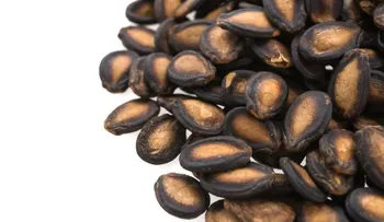 4 propiedades de la semilla de sandía 