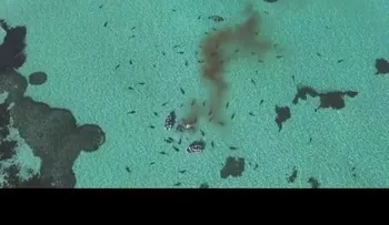 70 tiburones atacaron y se comieron una ballena solitaria (VIDEO)