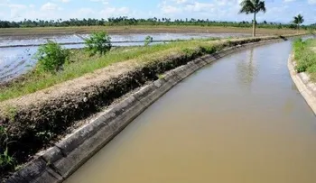 Producción de arroz sobrepasa los 12 millones de quintales