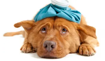 ¿Cómo salvar la vida de tu perro si es envenenado?